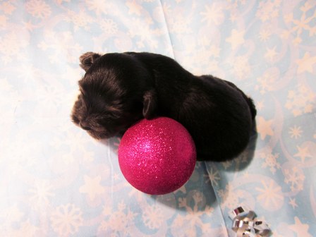 havanese-puppies